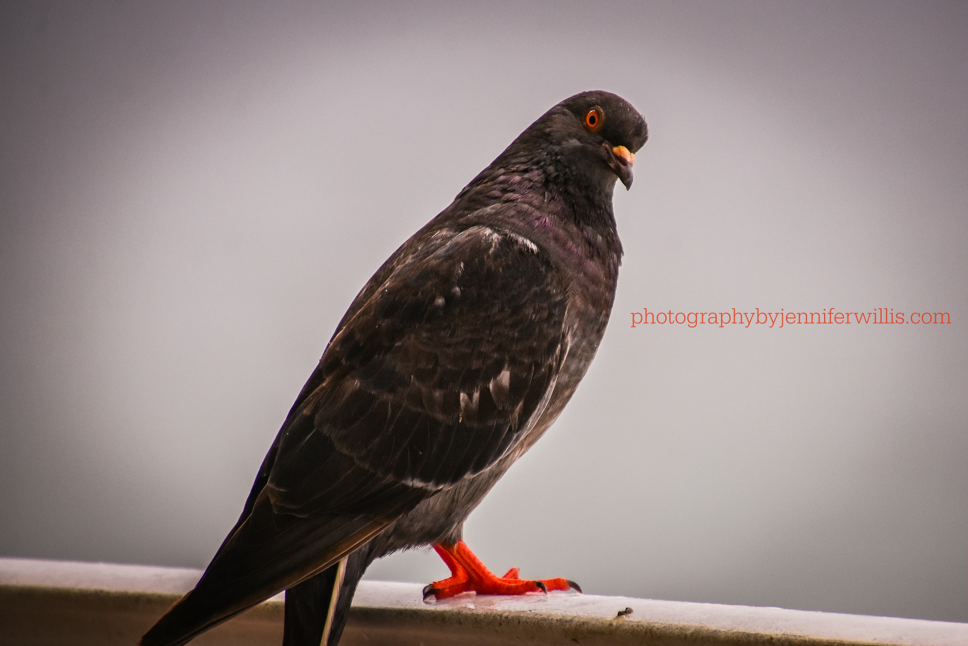 Black Pigeon1-wm